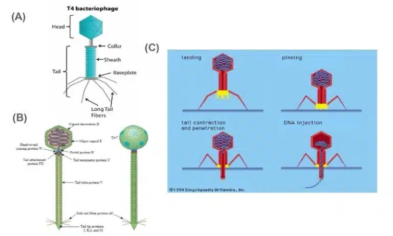 Diagram showing the structure of a T4 bacteriophage virus and its process of landing, tail contraction, and DNA injection into a bacterial cell.