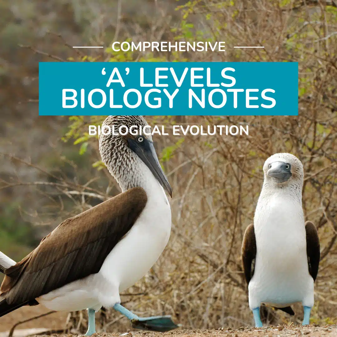 Two blue-footed boobies stand on rocky ground with sparse vegetation. Text overlay reads: "Comprehensive 'A' Levels Biology Notes: Biological Evolution.