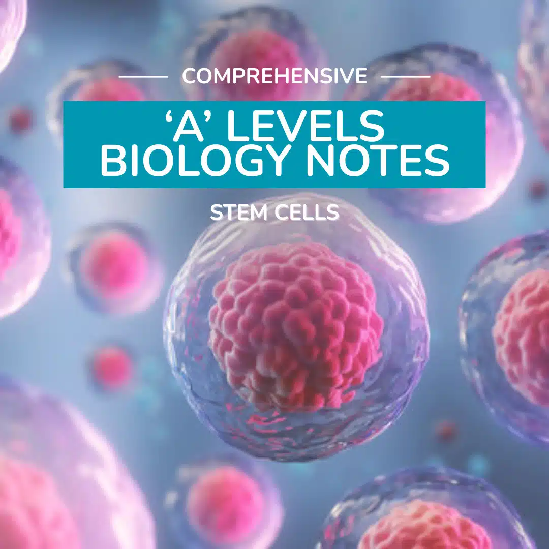 3D illustration of stem cells with text overlay: "Comprehensive 'A' Levels Biology Notes - Stem Cells.