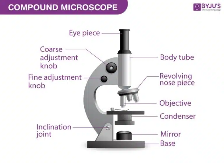Labeled diagram of a compound microscope, essential for Experimental Techniques, showing parts such as eyepiece, body tube, adjustment knobs, revolving nose piece, objective, condenser, mirror, and base.