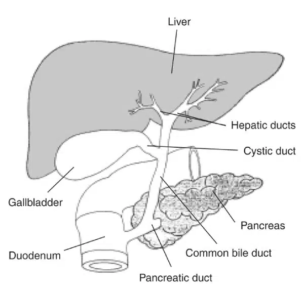 Labeled diagram of the liver, hepatic ducts, cystic duct, gallbladder, pancreas, common bile duct, pancreatic duct, and duodenum highlighting their roles in digestion and nutrition.