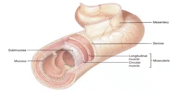 Cross-sectional diagram of the stomach showing labeled layers—mucosa, submucosa, muscularis (longitudinal and circular muscle), serosa, and mesentery—highlighting their roles in digestion and nutrition.