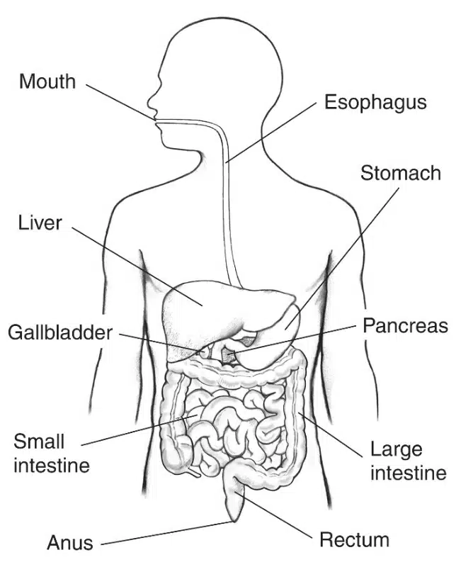 Labeled diagram of the human digestive system, highlighting key organs involved in nutrition, including the mouth, esophagus, stomach, liver, gallbladder, pancreas, small intestine, large intestine, rectum, and anus.