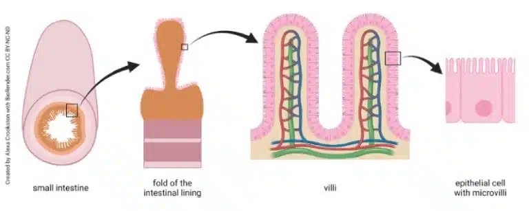 Diagram showing the anatomy of the small intestine, folding of the intestinal lining, villi structure, and a close-up of an epithelial cell with microvilli for optimal nutrition absorption.