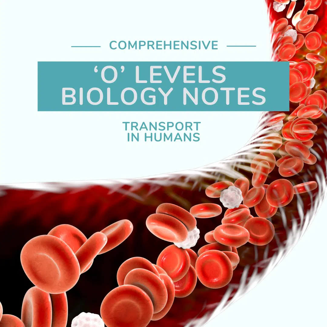 O Level biology notes