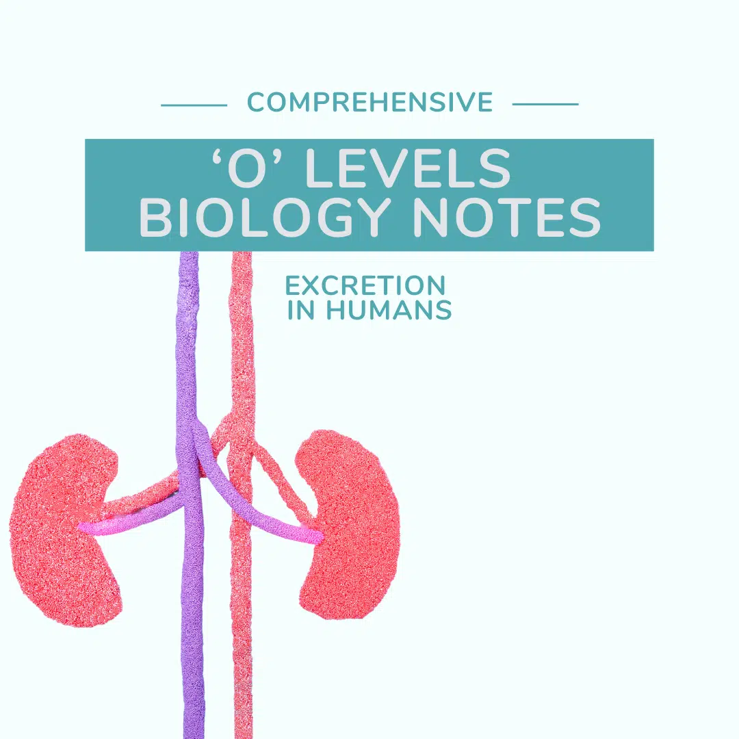 O Level biology notes