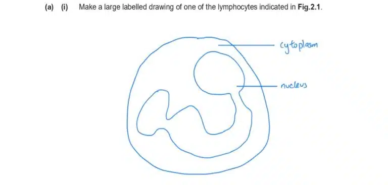 A simple line drawing of a lymphocyte cell, labeled with 'cytoplasm' and 'nucleus.'.
