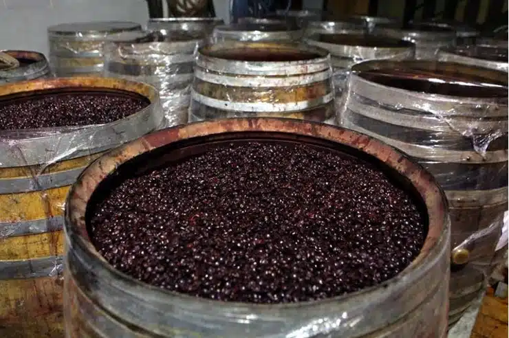 Wooden barrels filled with fermenting dark grapes, their aromas hinting at complex functional groups forming within—a scene likely set in a winery or fermentation facility.