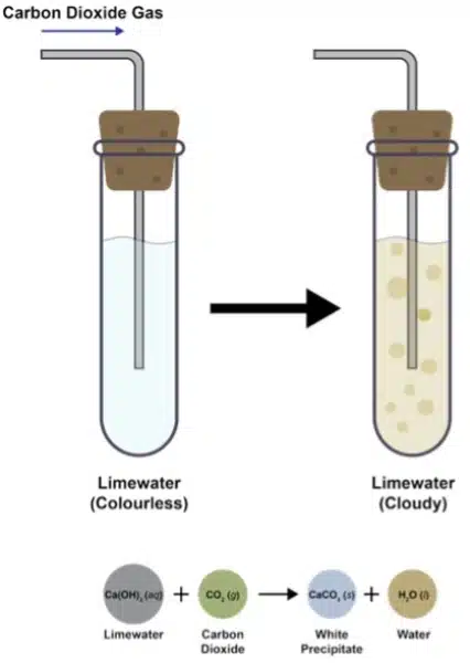 Diagram showing carbon dioxide bubbled into clear limewater, turning it cloudy with a white precipitate formed, illustrating the chemical equations behind the reaction between limewater and carbon dioxide.