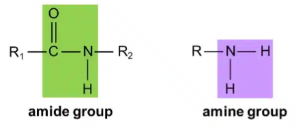 Diagram showing the chemical structures of an amide group (with a carbonyl group) and an amine group, each highlighted in different colors, illustrating their roles in polymerisation.